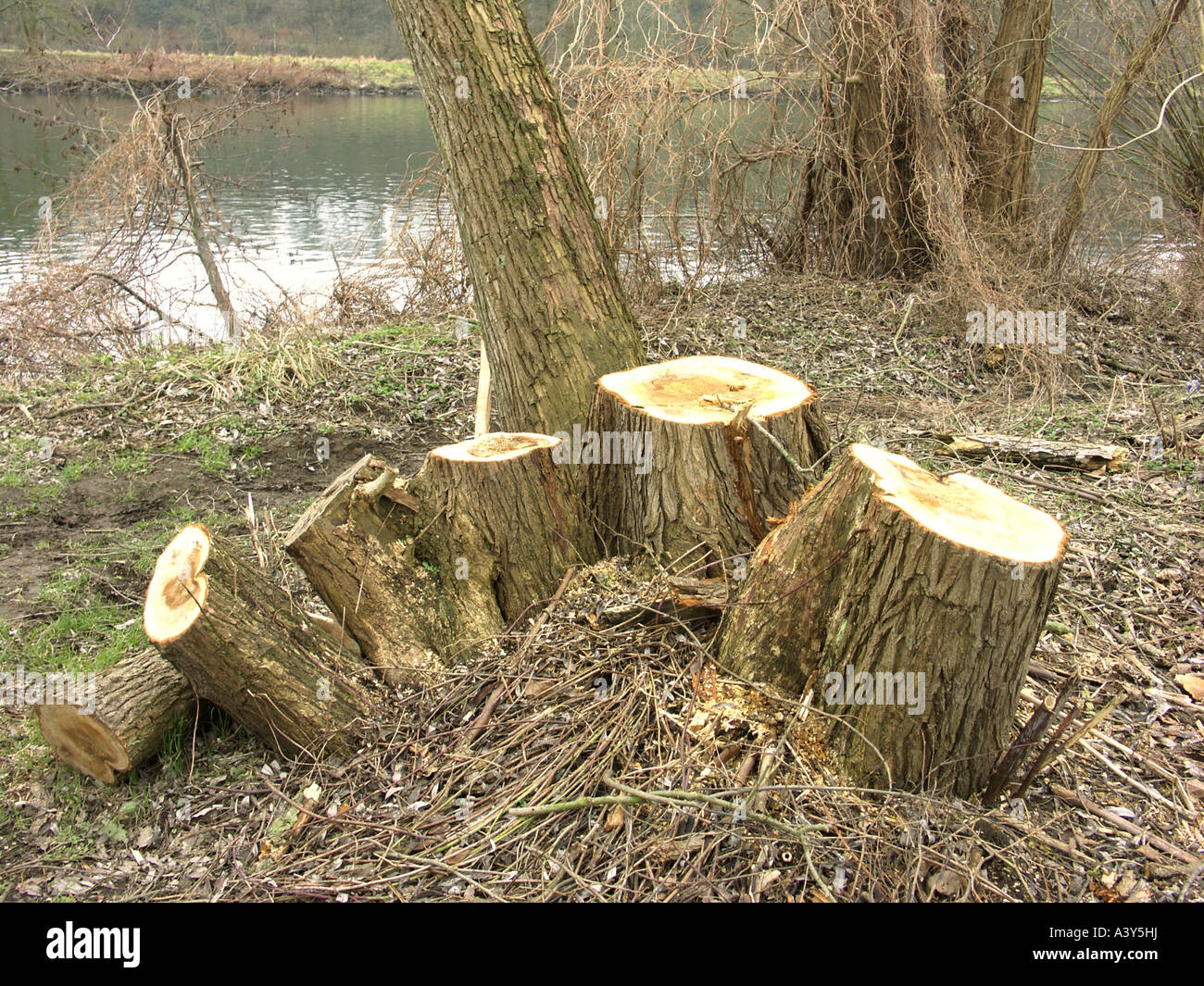Broken willows hires stock photography and images Alamy