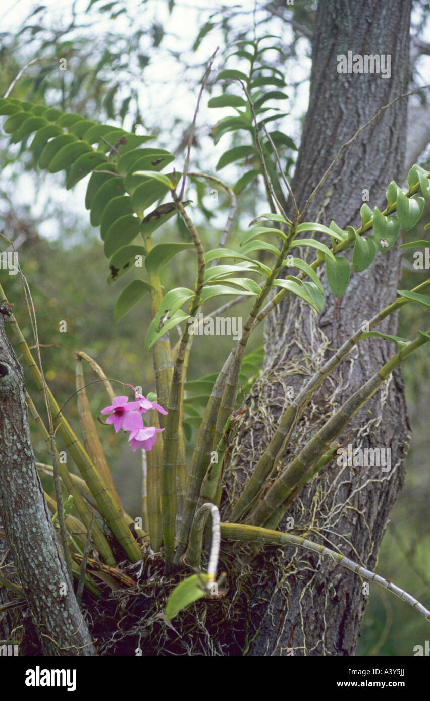 Cooktown orchid (Dendrobium phalaenopsis), in crotch, Australia, Queensland Stock Photo