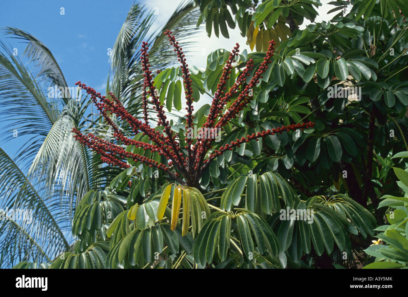 Umbrella tree (Schefflera actinophylla), inflorescence, Australia, Queensland Stock Photo