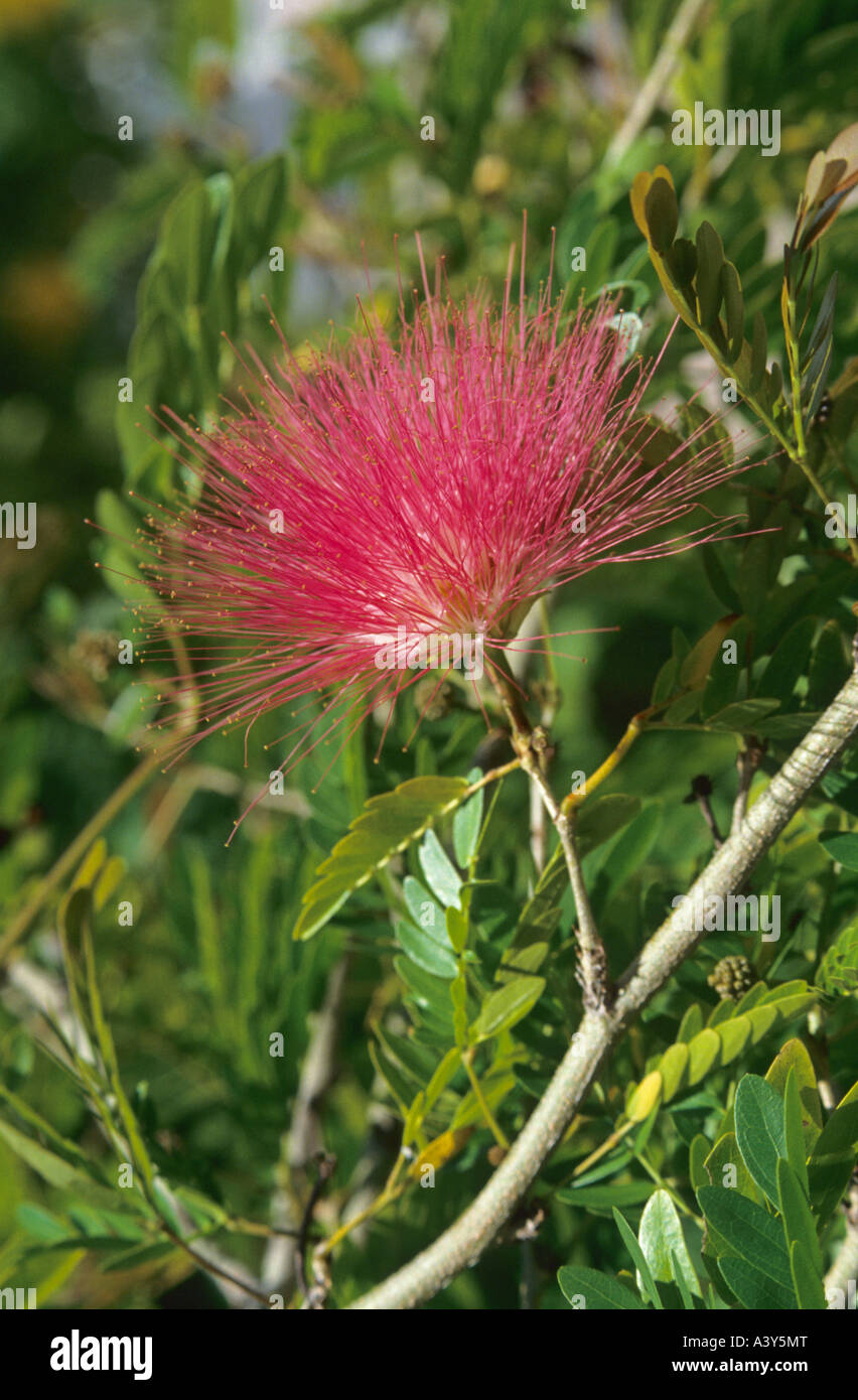 powderpuff tree (Calliandra spec.), inflorescence, Australia Stock Photo