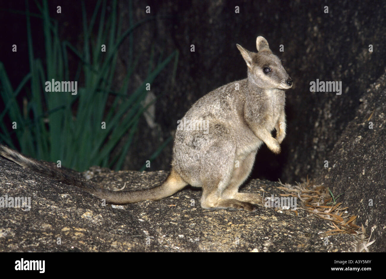 Unadorned Rockwallaby (Petrogale inornata), Australia, Queensland