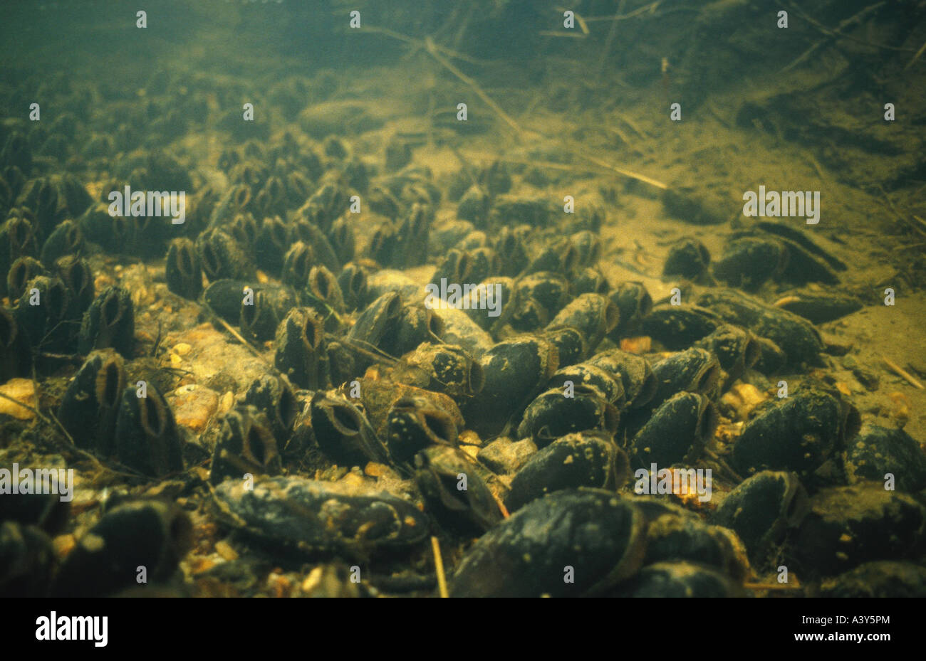 Freshwater pearl mussels hires stock photography and images Alamy