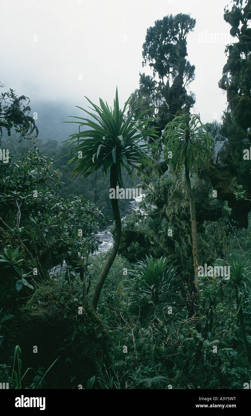 view into the rainforest, Uganda, Ruwenzori, Bujuku Tal Lobelia spec ...
