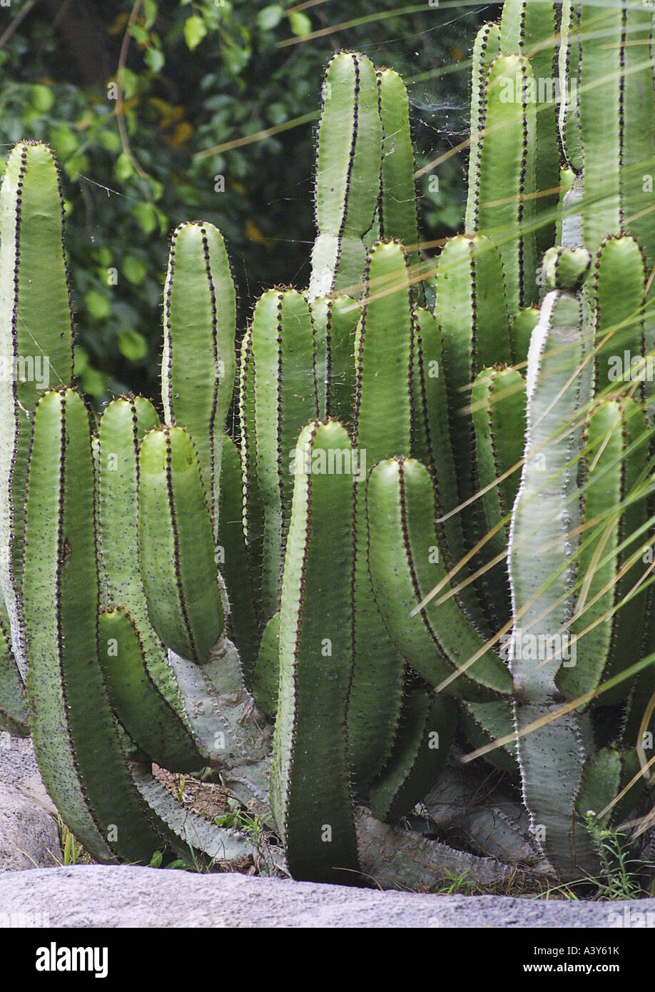 Canary Island Spurge (Euphorbia canariensis), Spain, Kanarischen Inseln Stock Photo