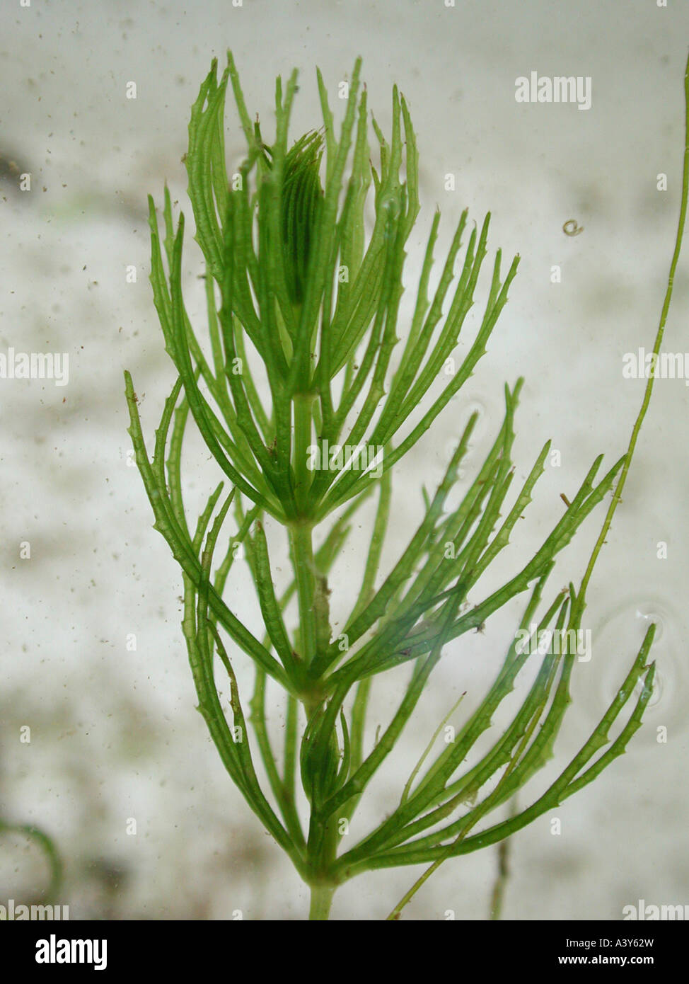 common hornwort, rigid hornwort (Ceratophyllum demersum), sprout, Germany, North Rhine-Westphalia Stock Photo