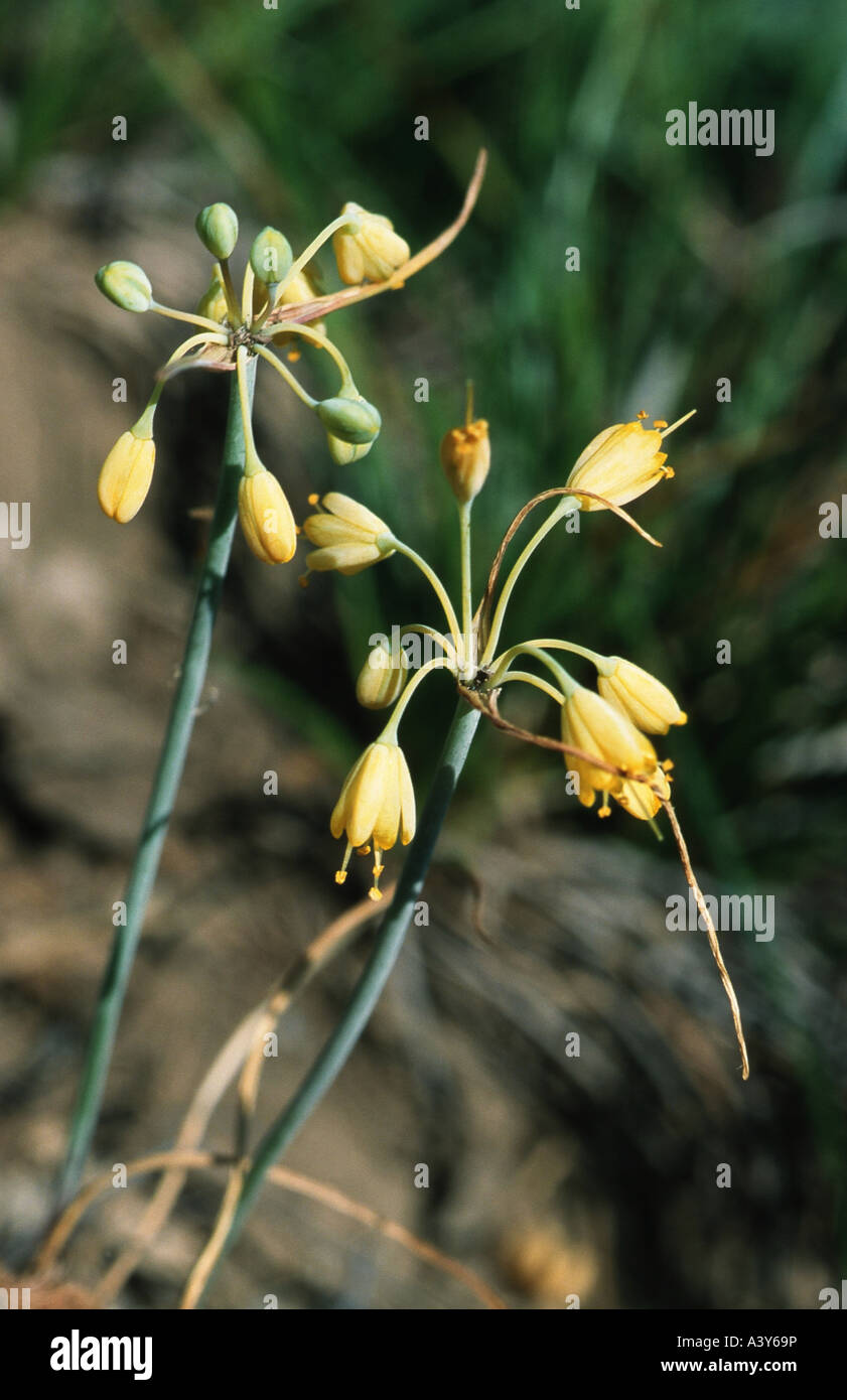 fragrant yellow allium (Allium flavum), blooming, Greece, Thessalien Stock Photo