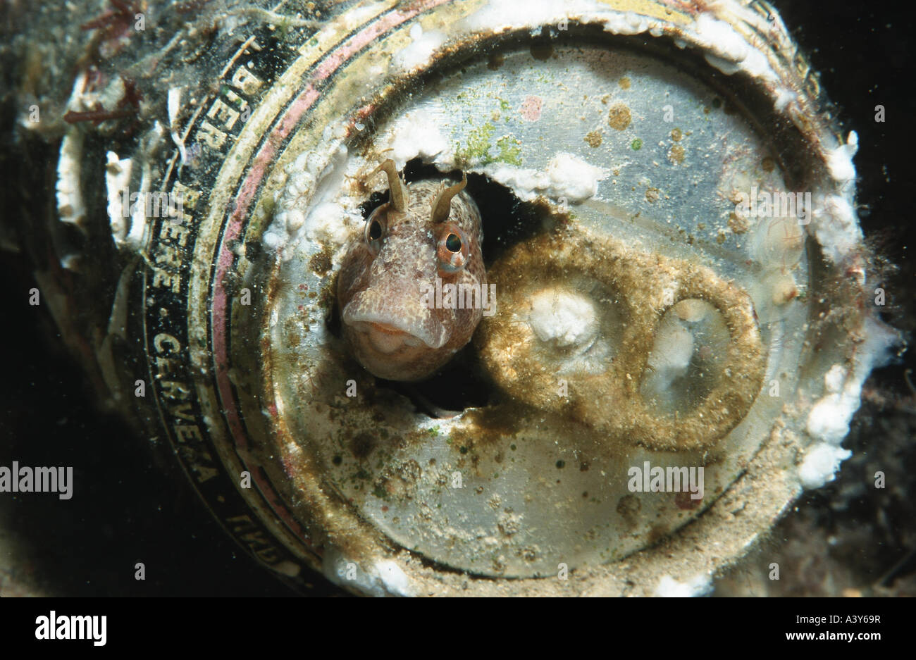 horned blenny (Blennius tentacularis), looking out of a beer can Stock Photo