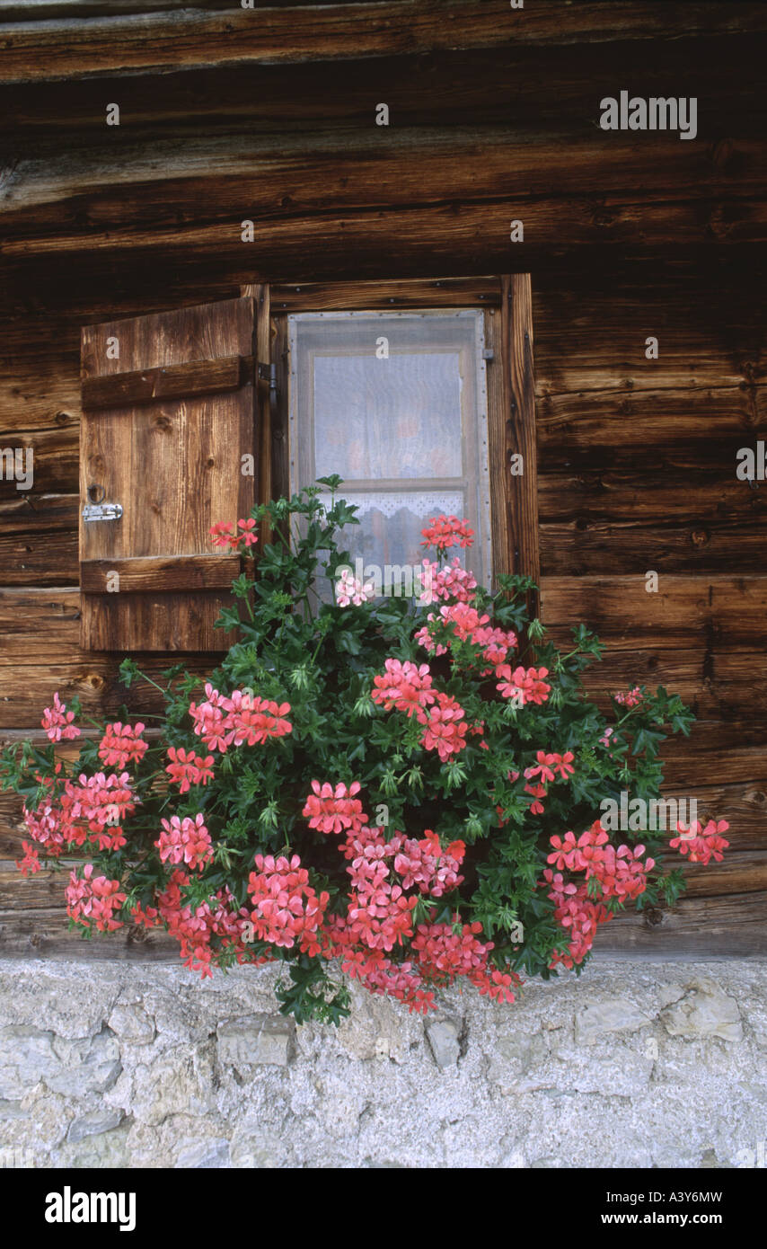 geranium (Pelargonium spec.), flowers at window of alpine cabin, Germany, Bavaria, Alps Stock Photo