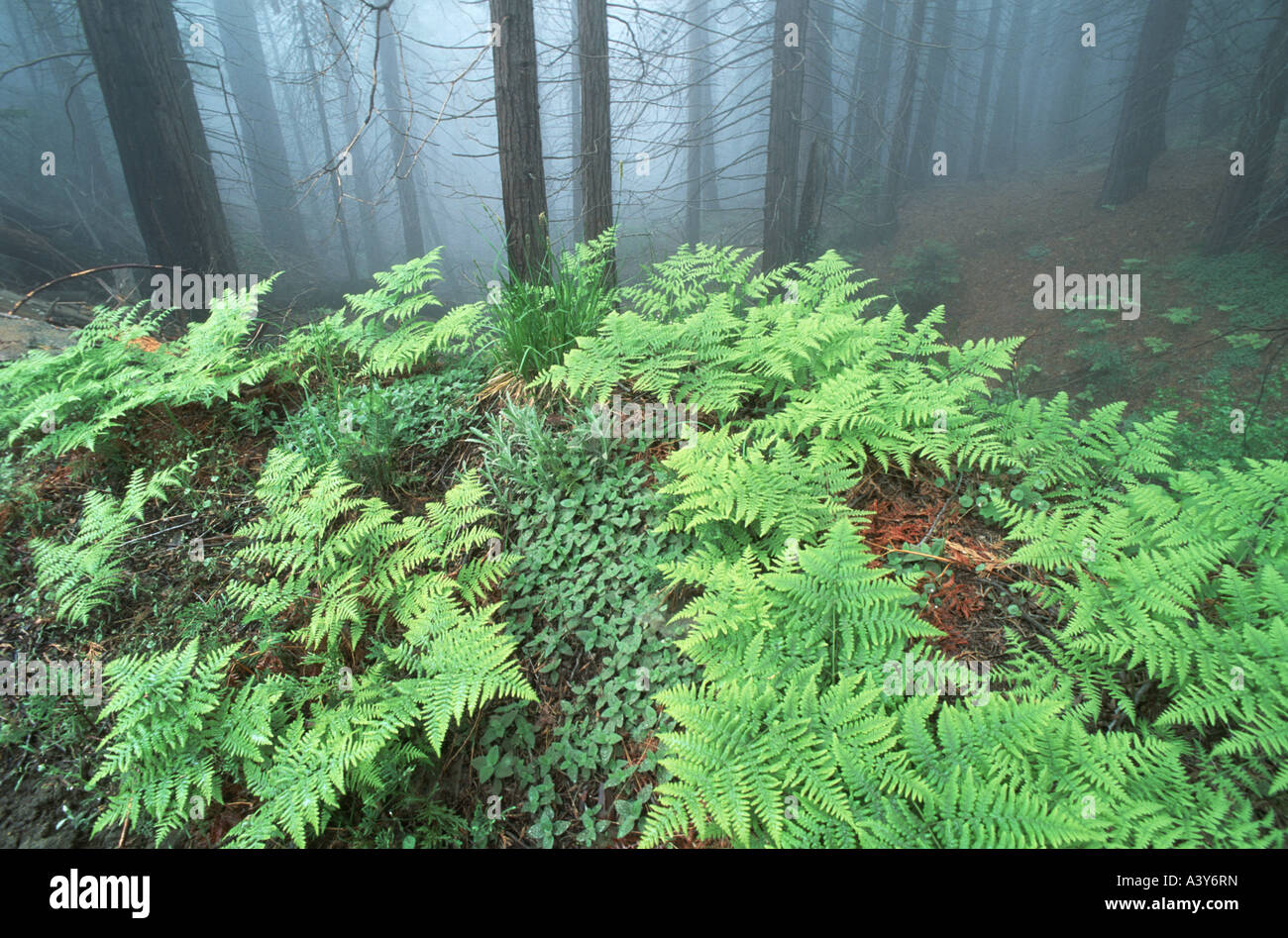 ferny herb layer in foggy mountain forest, USA, California, Sequoia NP Stock Photo
