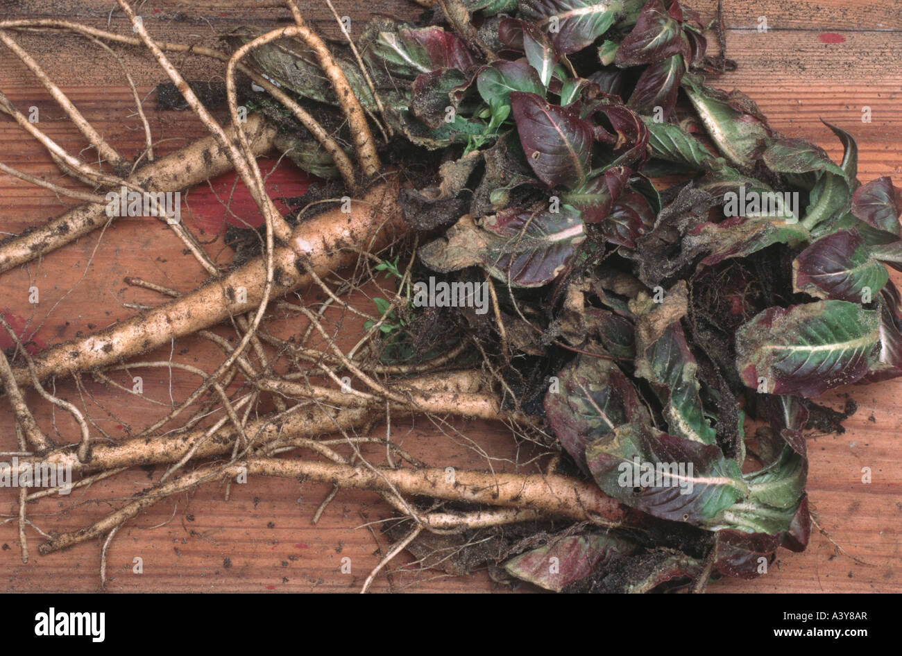 common evening primrose (Oenothera biennis), roots, are used as root