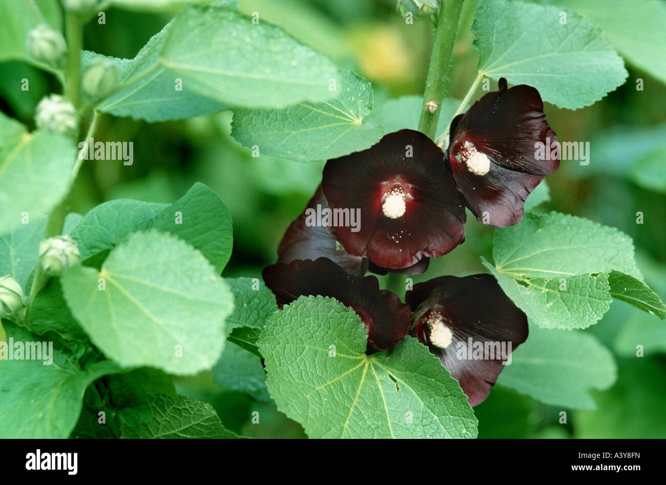 black hollyhock (Alcea rosea var. nigra, Alcea rosea 'Nigra', Alcea rosea Nigra), blooming Stock Photo