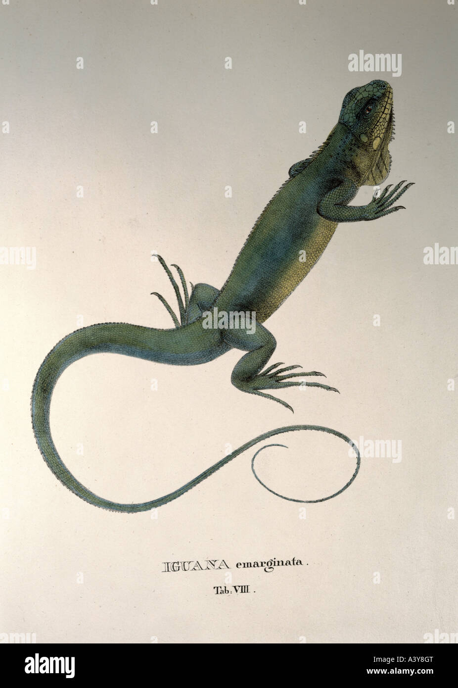 zoology / animal, reptiles, iguanidae, iguana emarginata, colour lithograph, by Johann Baptist von Spix, from 'Animalia nova sive species novae lacertorum', Munich, Germany, 1825, Stock Photo