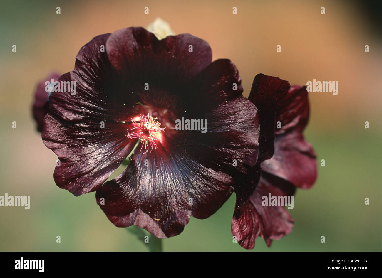 black hollyhock (Alcea rosea var. nigra, Alcea rosea 'Nigra', Alcea rosea Nigra), flower Stock Photo