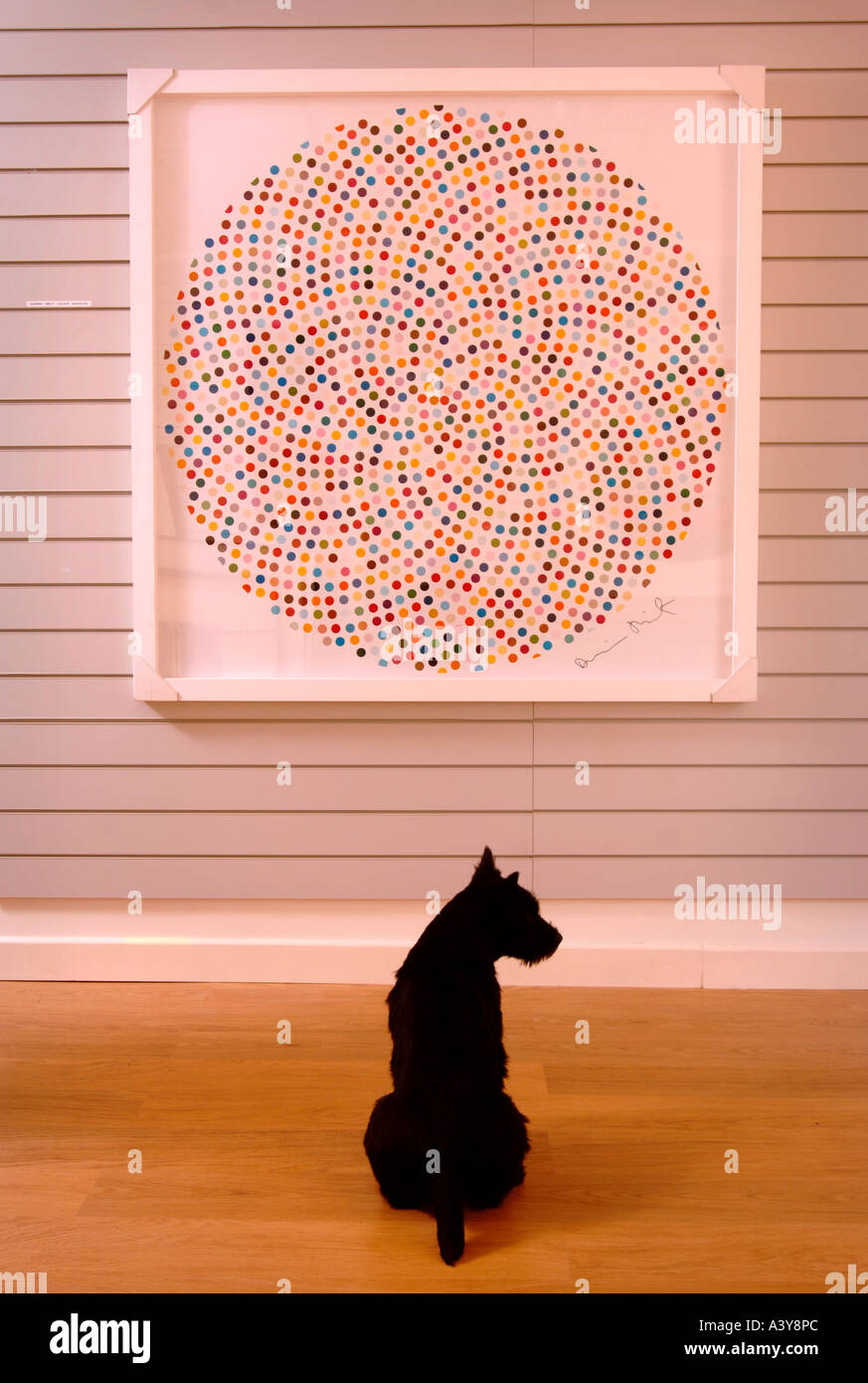 A BLACK SCOTTISH TERRIER APPEARS TO BE VIEWING A DAMIEN HIRST DOT PAINTING TITLED VALIUM IN AN EYESTORM ART GALLERY Stock Photo