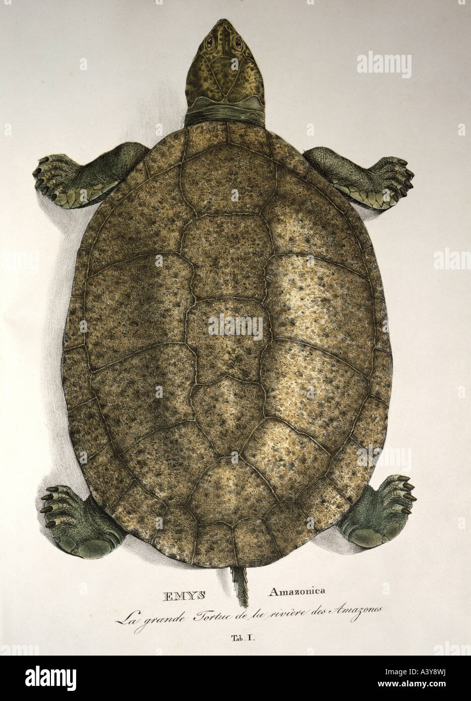 zoology / animal, reptiles, turtles, great Amazonian turtle, (emys amazonica), colour lithography, by Johann Baptist von Spix, Munich, Germany, 19th century, historic, historical, animals, amazon, Stock Photo