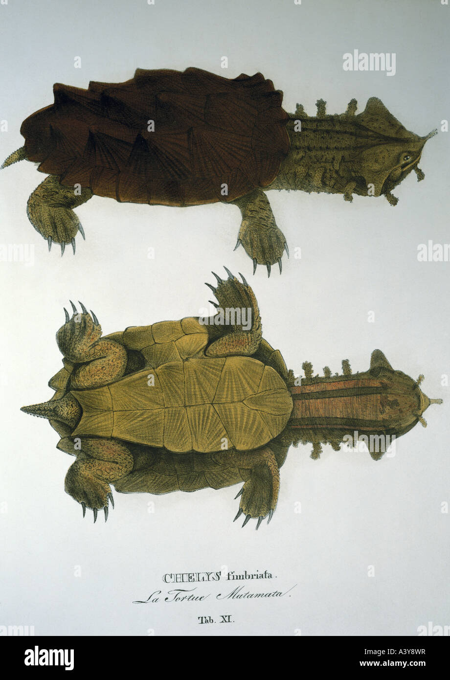 zoology / animal, reptiles, turtles, mata mata, (chelus fimbriata), colour lithograph, by Johann Baptist von Spix, Munich, Germany, 19th century, historic, historical, animals, turle, Stock Photo