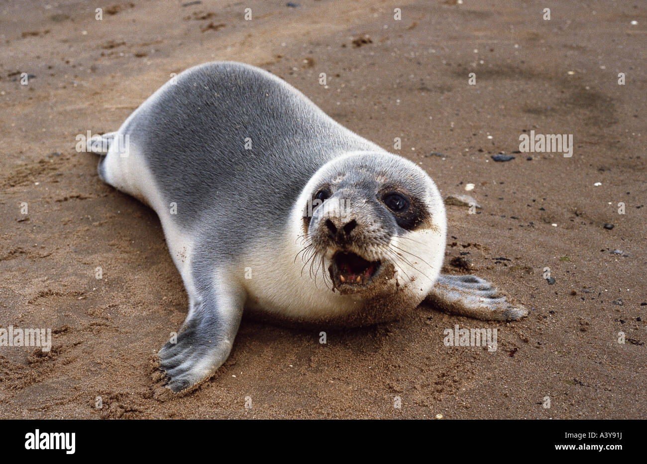 harbor seal, common seal (Phoca vitulina), abandoned seal pup, United Kingdom, Scotland Stock Photo - Alamy harbor seal, common seal (Phoca vitulina), abandoned seal pup, United Kingdom, Scotland Stock Photo - Alamy