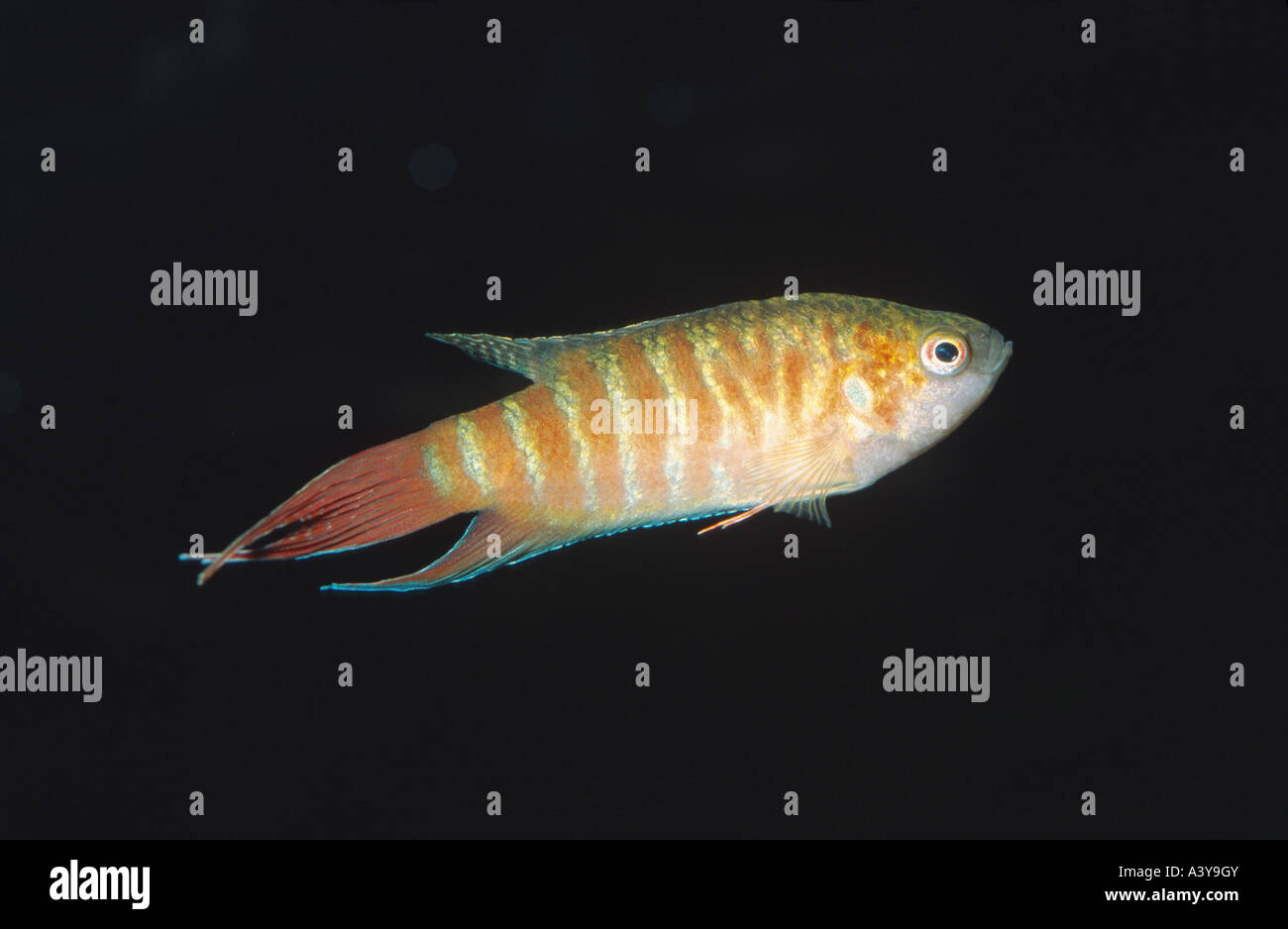 paradise fish (Macropodus opercularis) Stock Photo