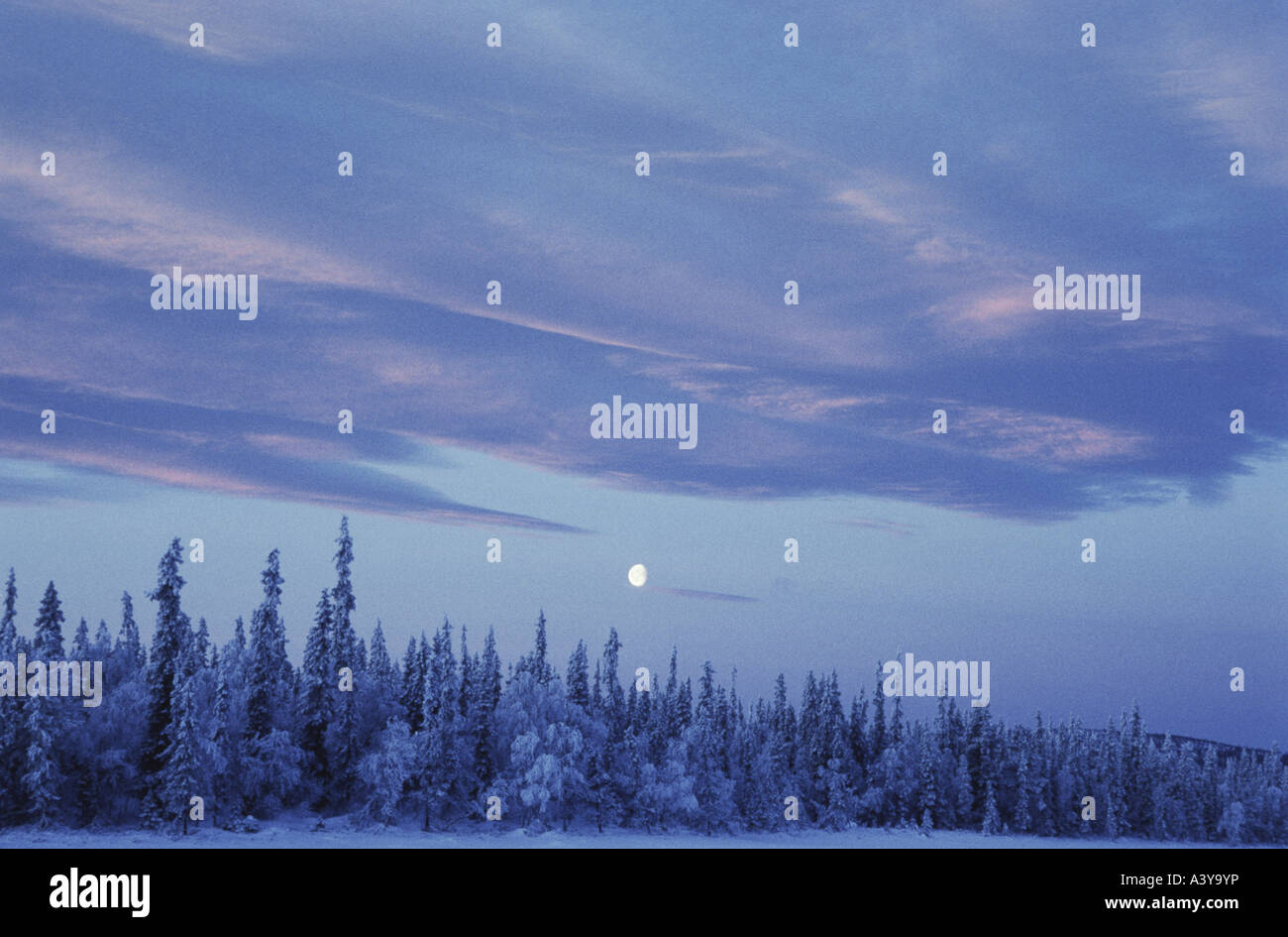 polar night, Sweden, Lappland, Muddus NP Stock Photo