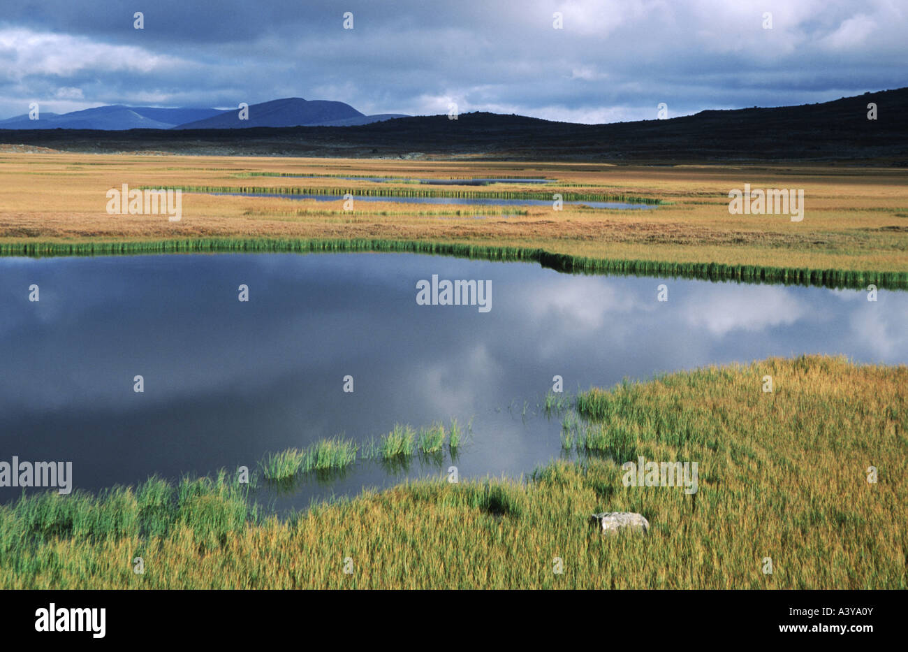 swamp landscape in lapland, Sweden, Lappland, Sjaunja Naturreservat Stock Photo