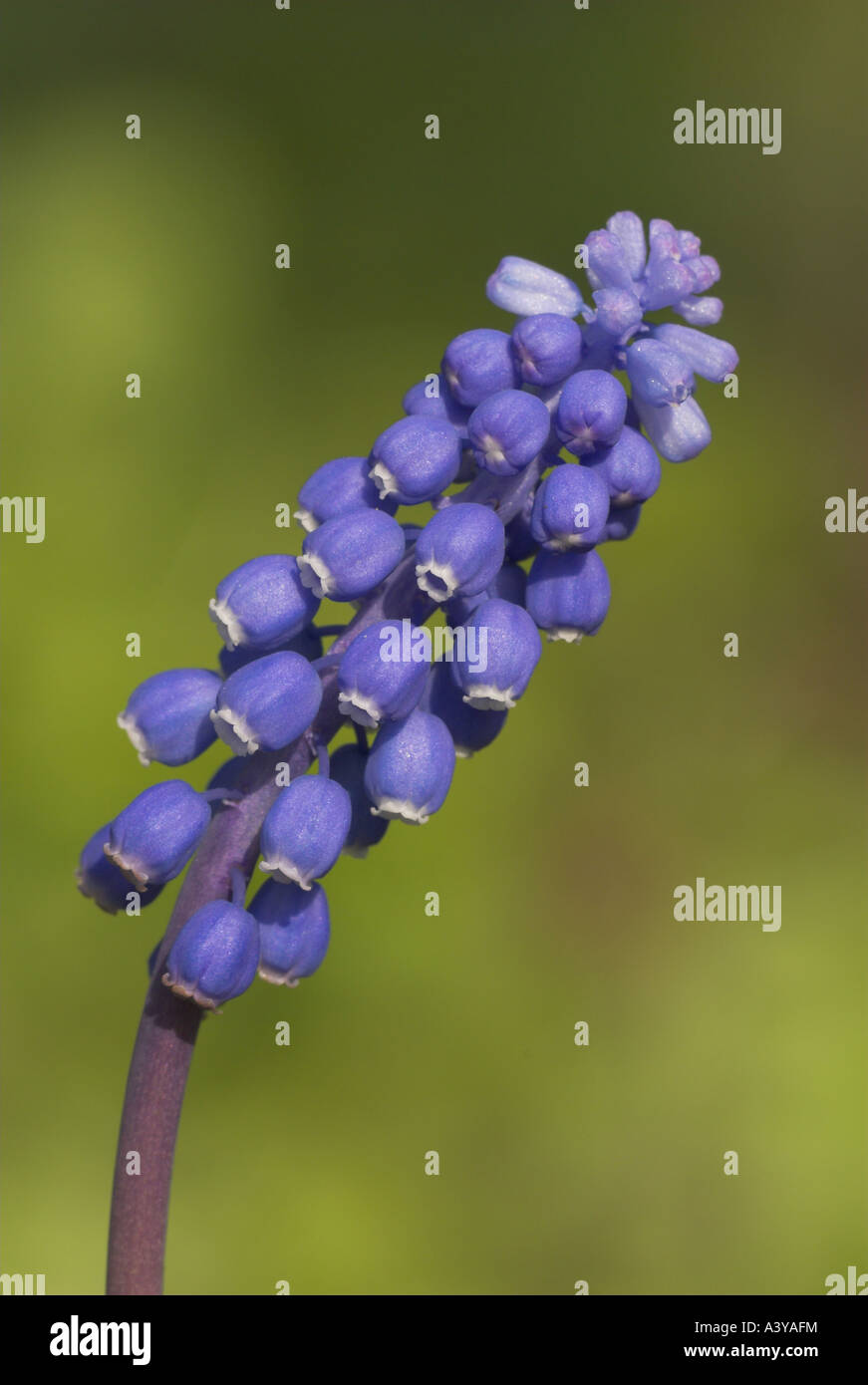 small grape hyacinth, common grape hyacinth (Muscari botryoides), inflorescence, Germany Stock Photo