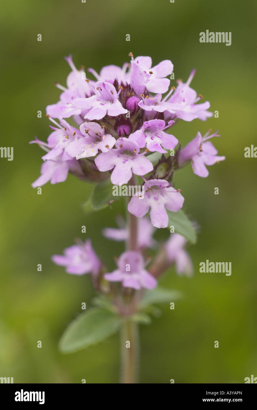 creeping thyme, motherofthyme (Thymus praecox), inflorescence, France