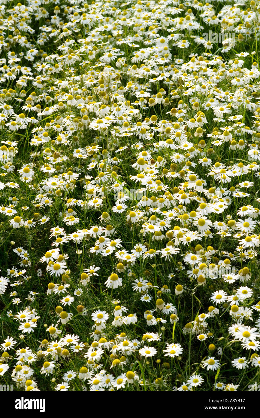 Meadow filled with oxeye daisies in Hertfordshire England It folowres from June to September and grows in meadows and roadside Stock Photo