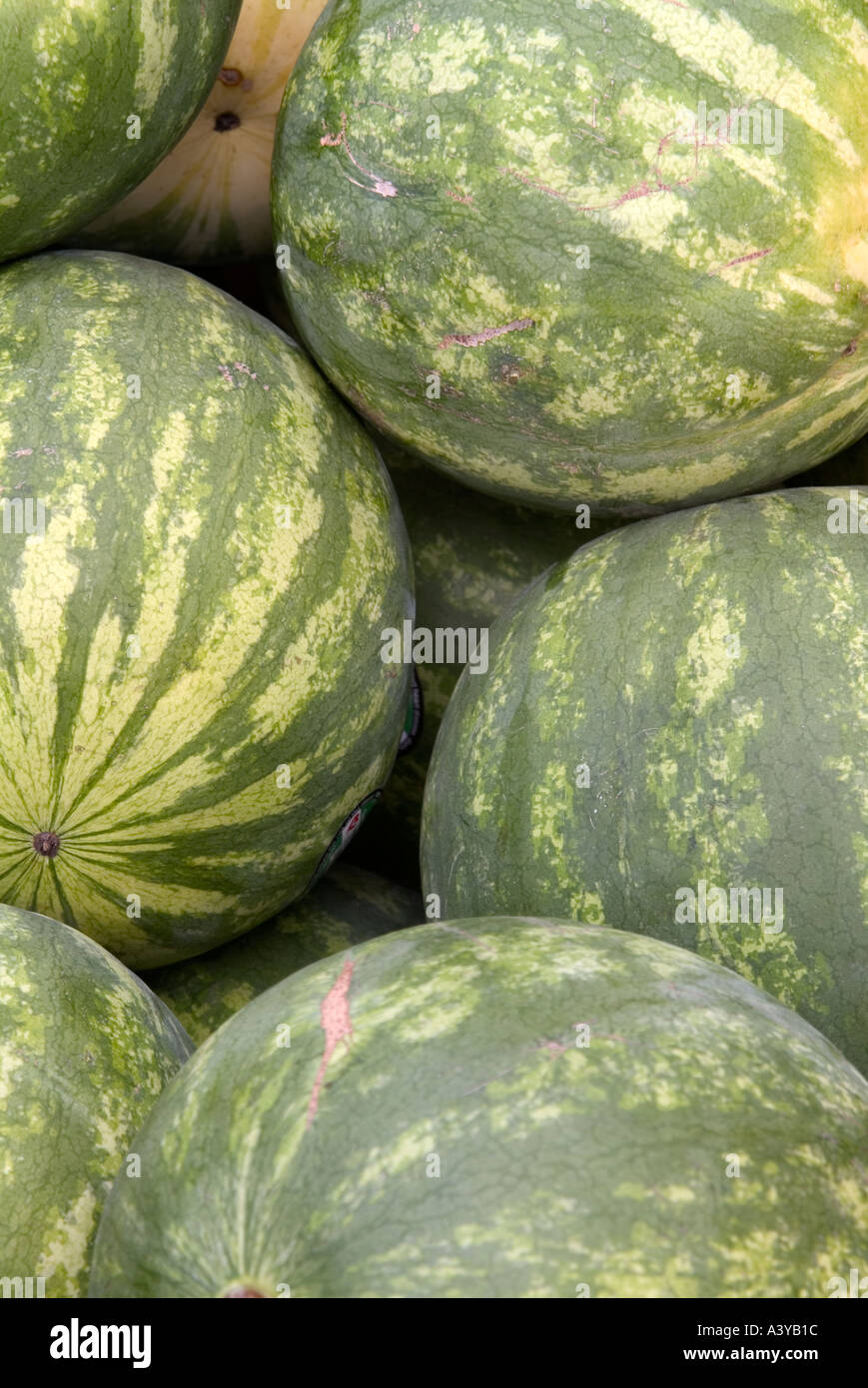Green watermelons on display Stock Photo Alamy