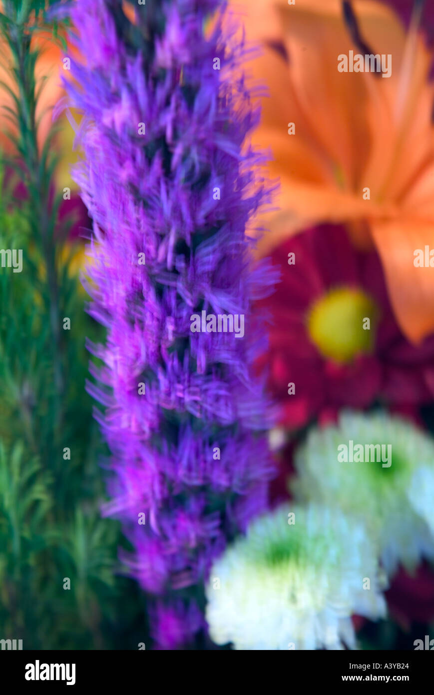 Red orange yellow blue flowers hi-res stock photography and images - Alamy