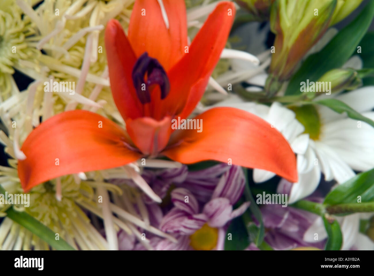 Purple and white tropical flowers hi-res stock photography and images ...
