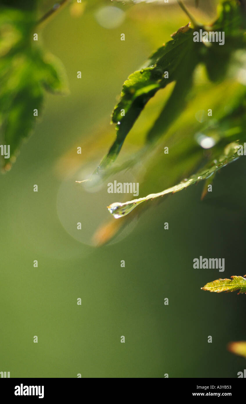 Glittering water drops leaves hi-res stock photography and images - Alamy