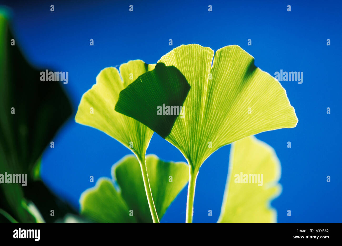 Gingko Leaf Example Gingko biloba tree trees hi-res stock photography and images - Alamy