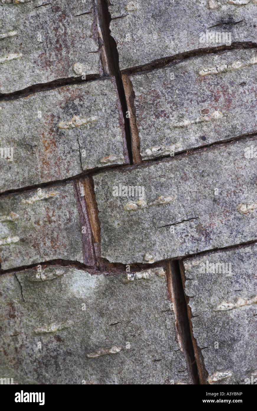 common alder, black alder, European alder (Alnus glutinosa), detail of the bark of an dead tree Stock Photo