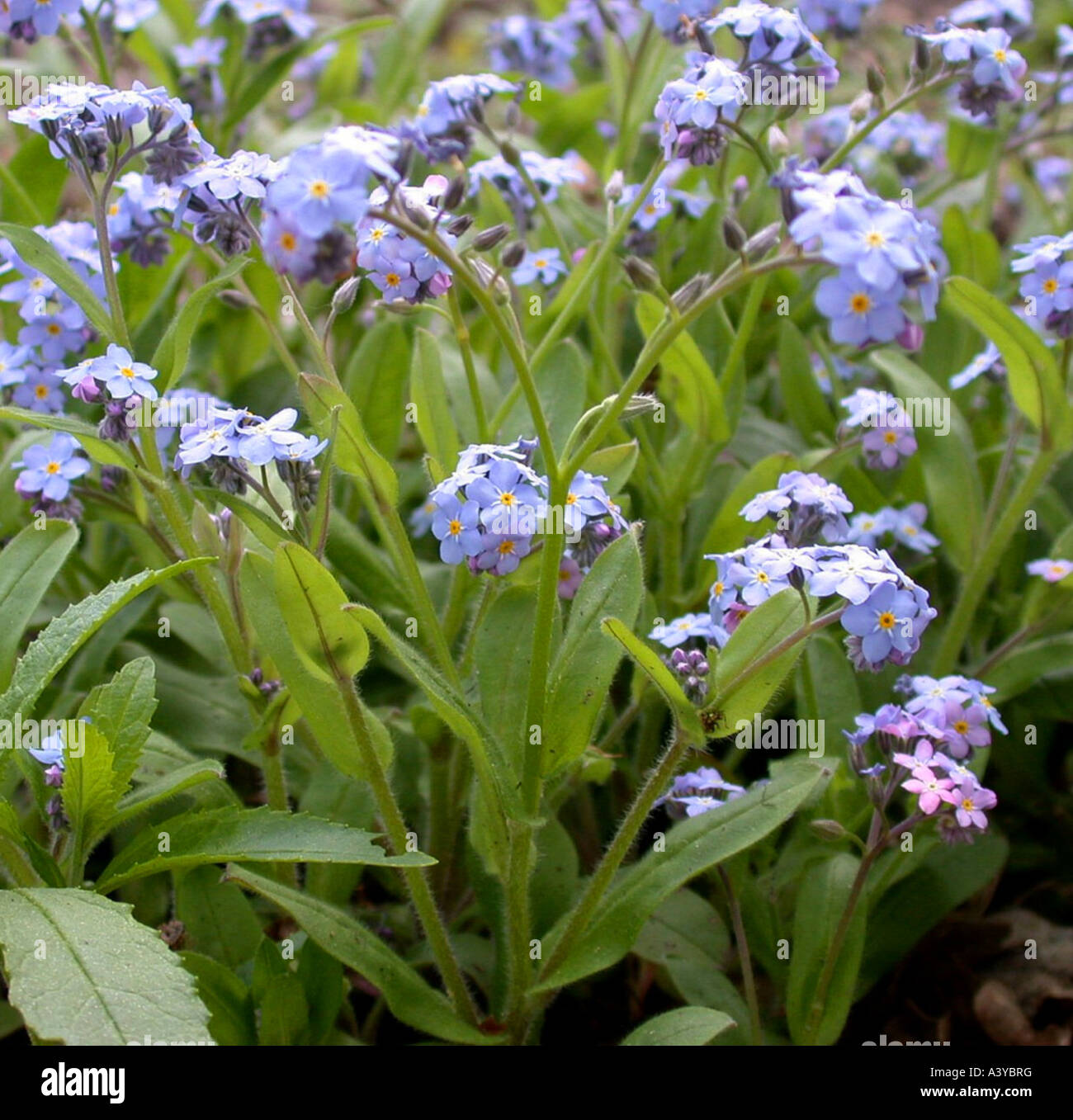 wood forget-me-not, woodland forget-me-not (Myosotis sylvatica ...