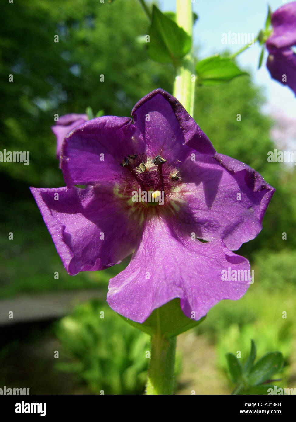 purple mullein, ornamental mullein (Verbascum phoeniceum), flower Stock Photo