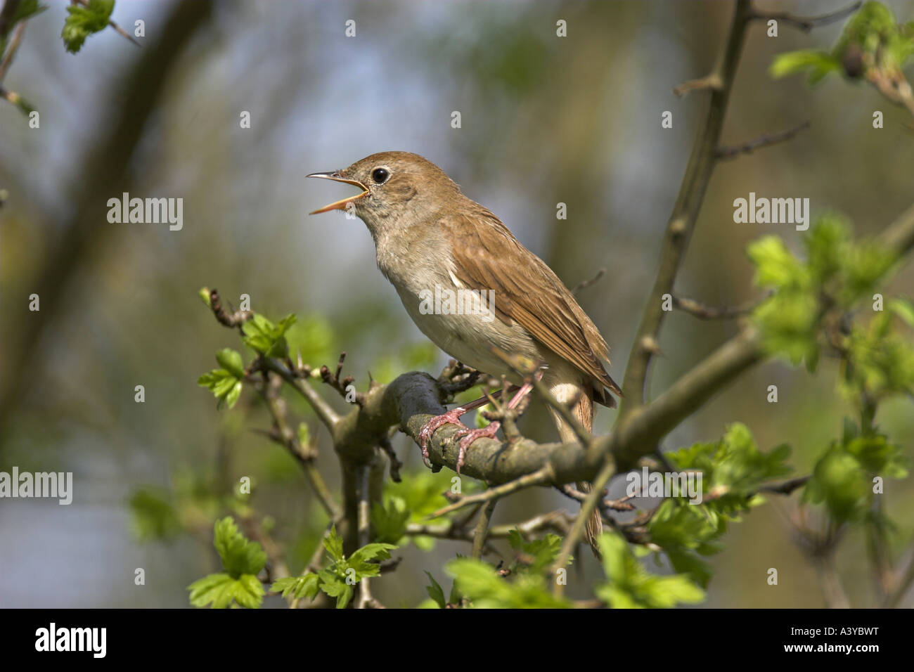 nightingale (Luscinia megarhynchos), singing Stock Photo