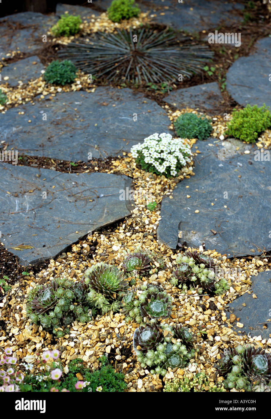slate paving slabs, gravel, aeonium and alpines in a London garden Stock Photo