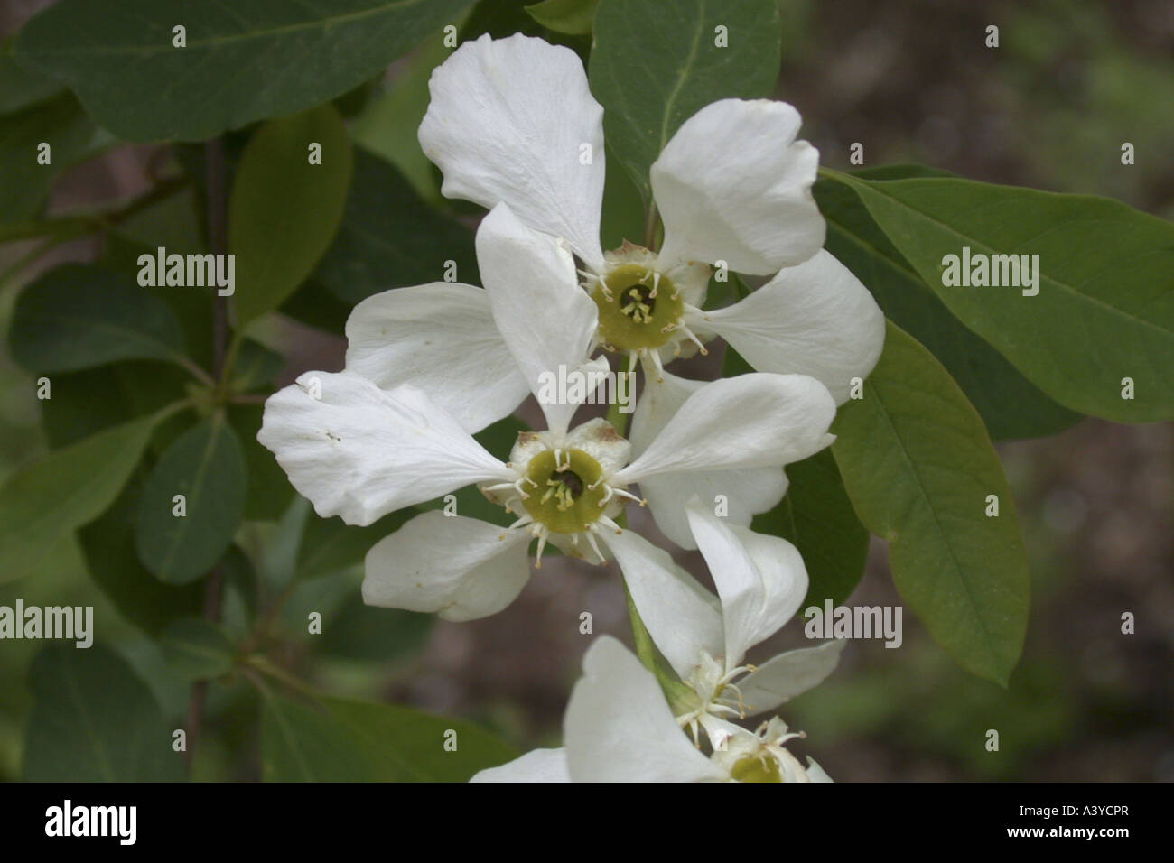 Common Pearl Bush (Exochorda racemosa), flowers Stock Photo