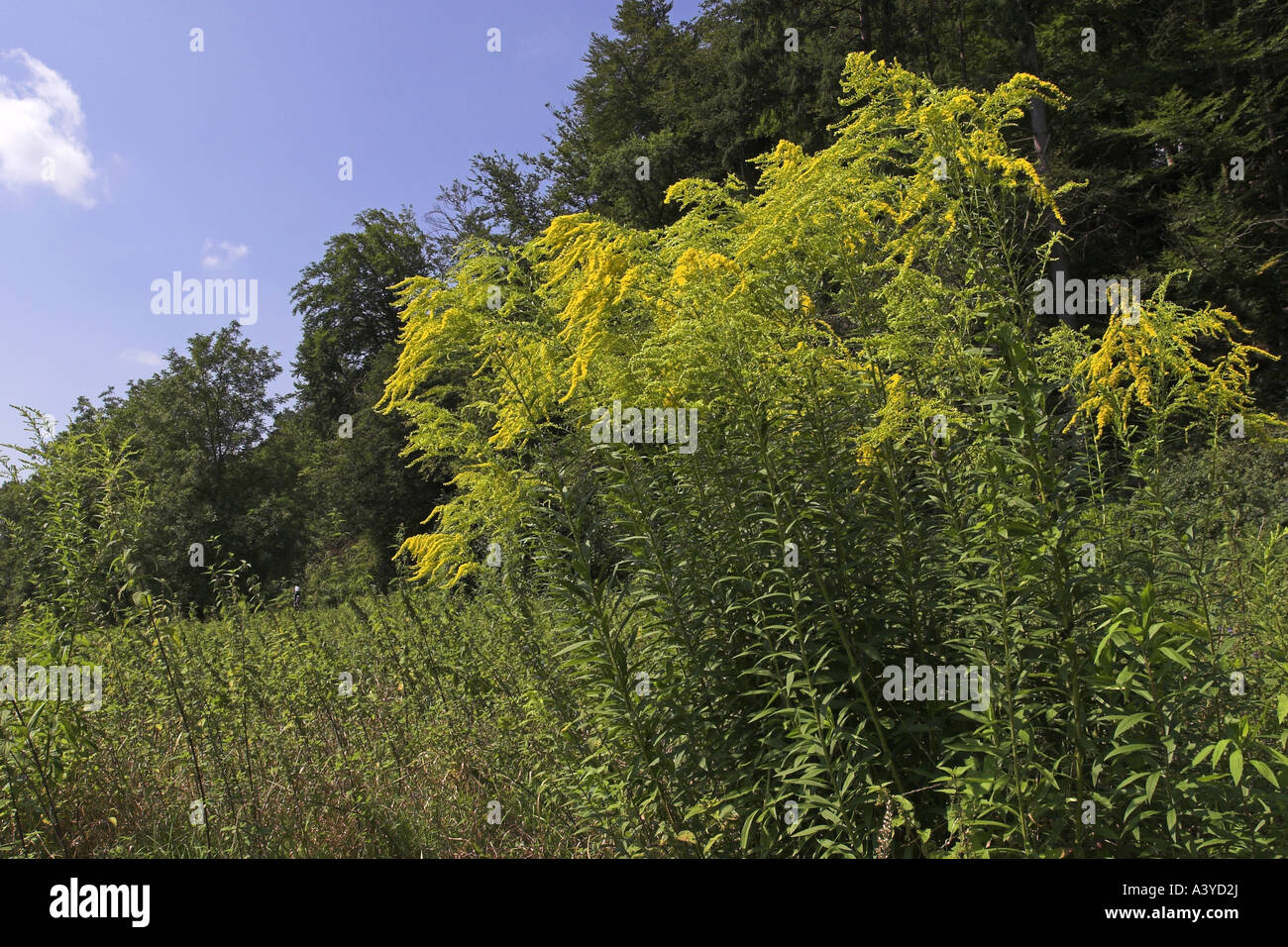 Canadian goldenrod, meadow goldenrod (Solidago canadensis), in its
