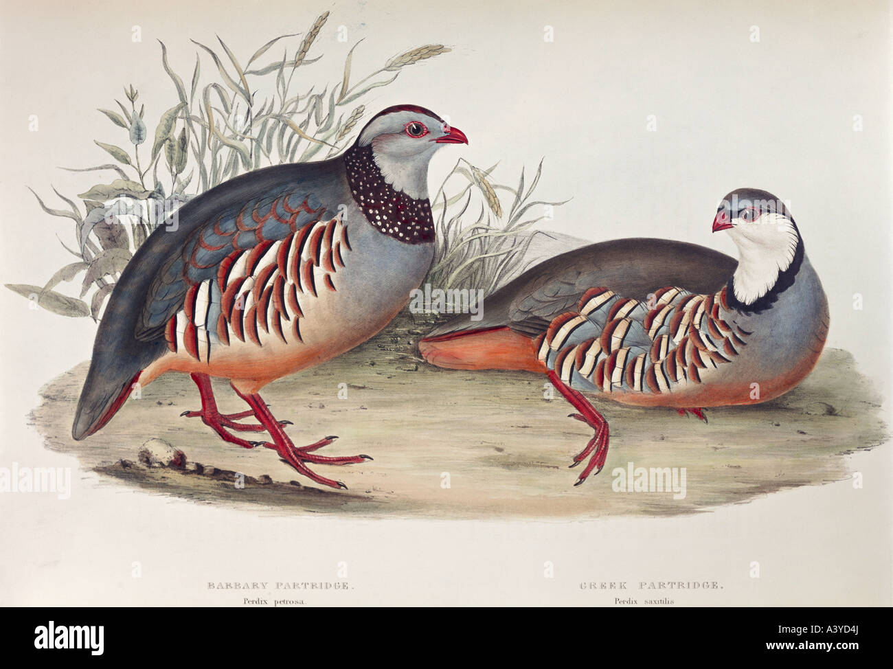 zoology / animal, avian / bird, phasianidae, left: barbary partridge (alectoris barbara), right: greek partridge (alectoris graeca saxatilis), colour lithograph, by John Gould (1804 - 1881), from 'Birds of Europe', London, 1832 / 1837, private collection, , Stock Photo