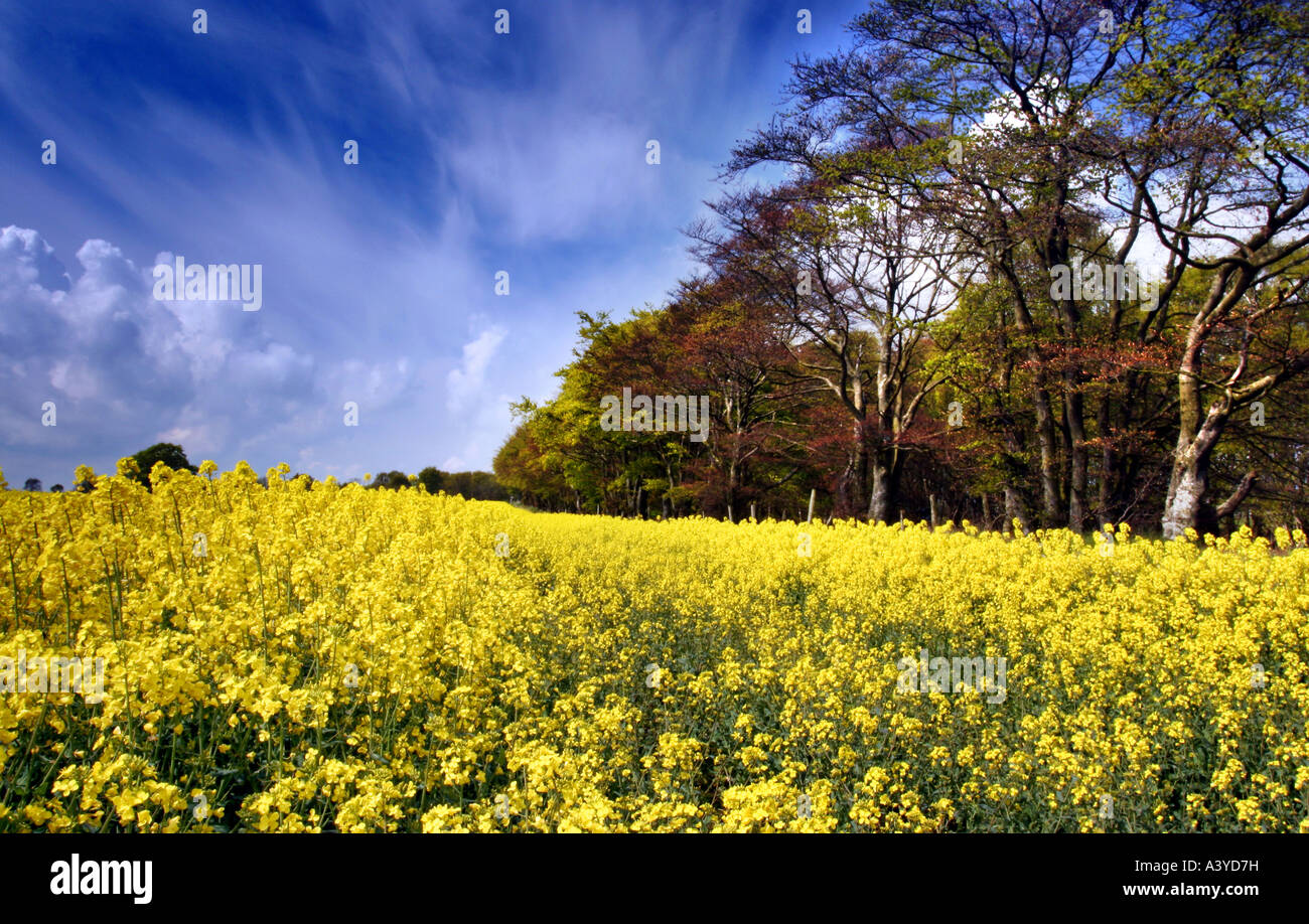 A vibrant image of a rapeseed field lined with trees with rich colours and deep blue sky. Stock Photo