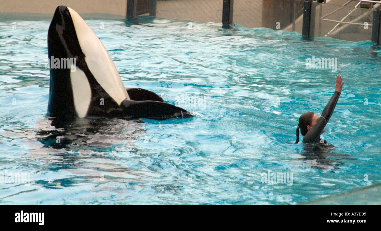 Killer whale in pool with female trainer waving to crowd Marineland