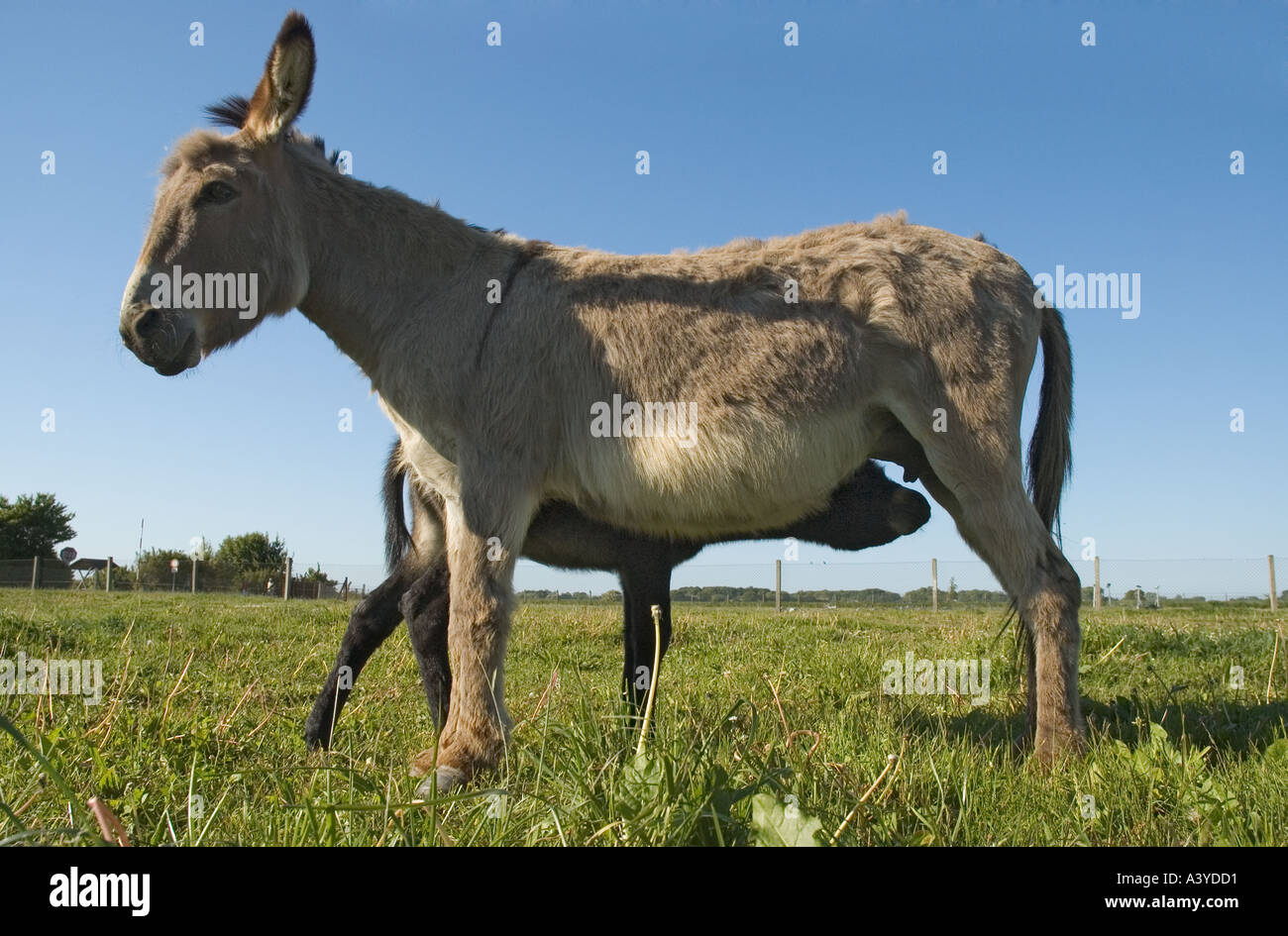 donkey-mare-suckling-her-little-foal-stock-photo-alamy