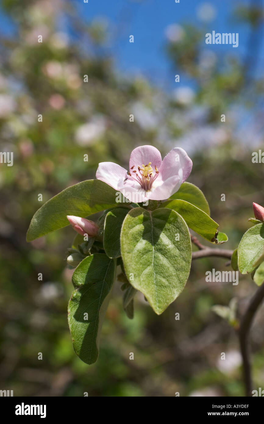bloom of apple tree Stock Photo Alamy