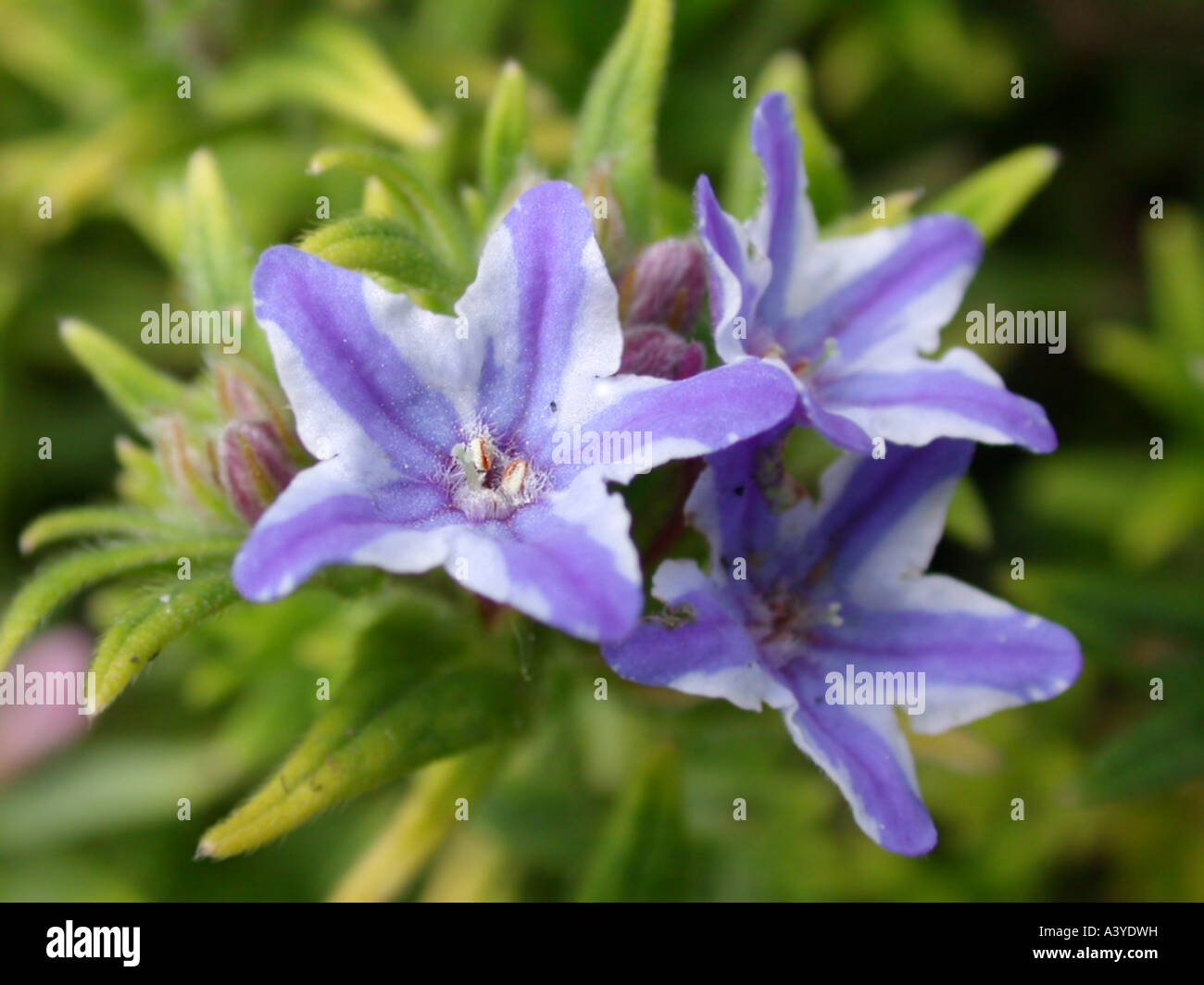 litthodora (Lithodora diffusa), flowers Stock Photo
