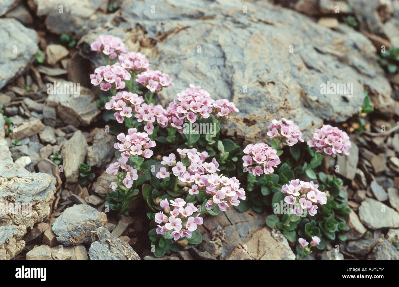 round-leaved pennycress (Thlaspi rotundifolium), group of plants Stock Photo