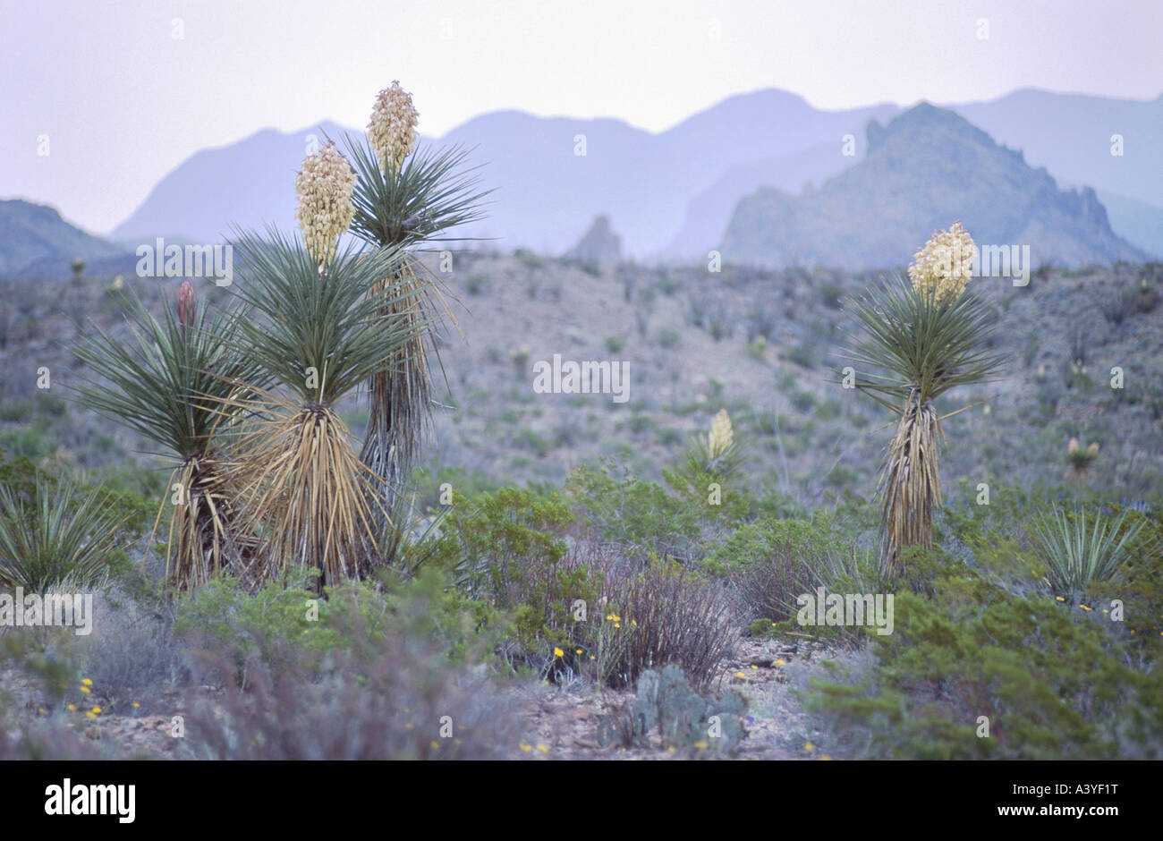 Giant Dagger Yucca (Yucca carnerosana, Yucca faxoniana subsp. carnerosana.), plant at wild place with Chisos Mountains, as gard Stock Photo