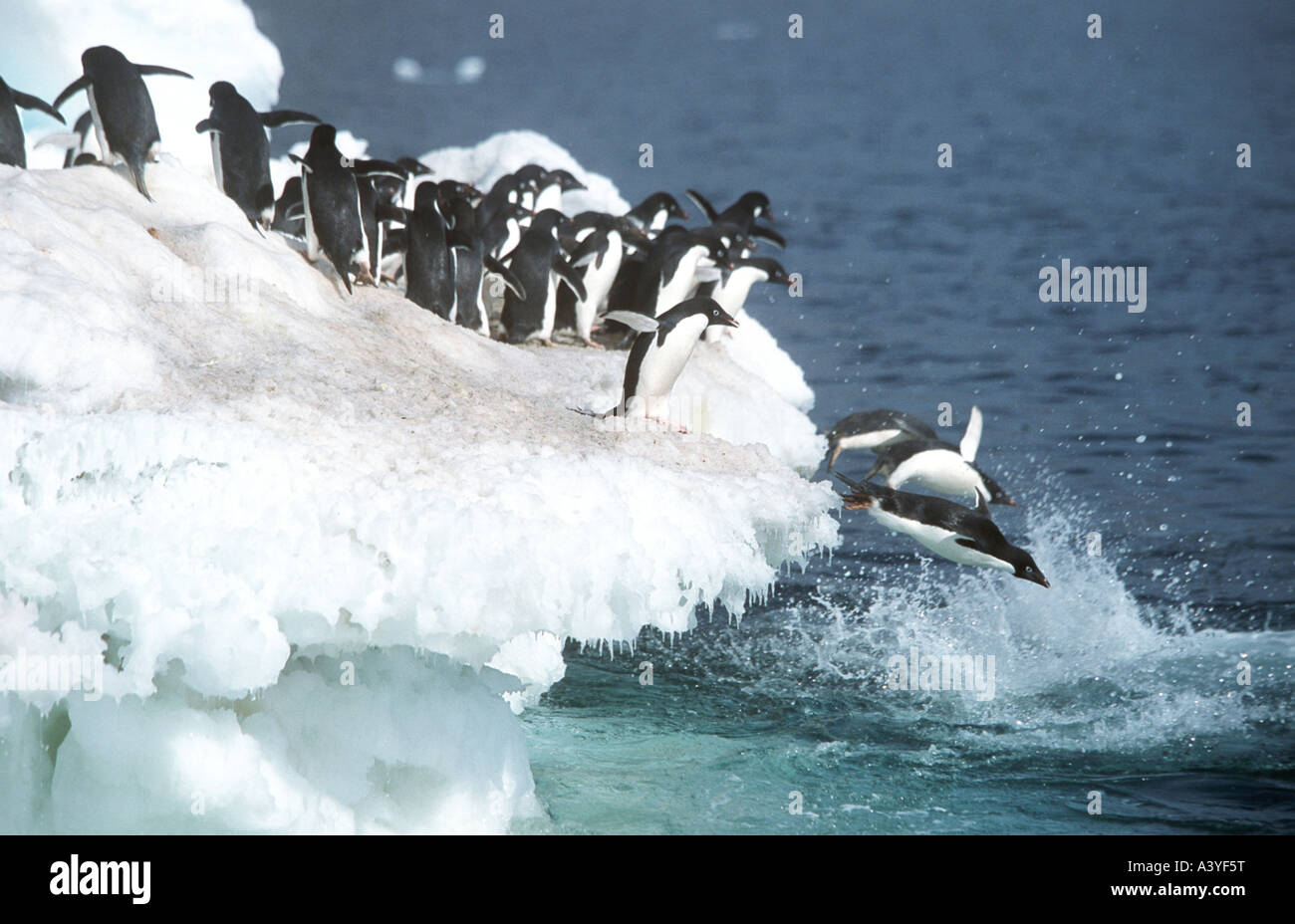 adelie penguin (Pygoscelis adeliae), jumping into water Stock Photo - Alamy
