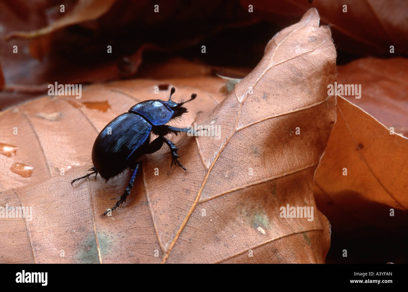 springtime dung beetle (Trypocopris vernalis), on autumn leafs, Germany, Baden-Wuerttemberg, Odenwald Stock Photo