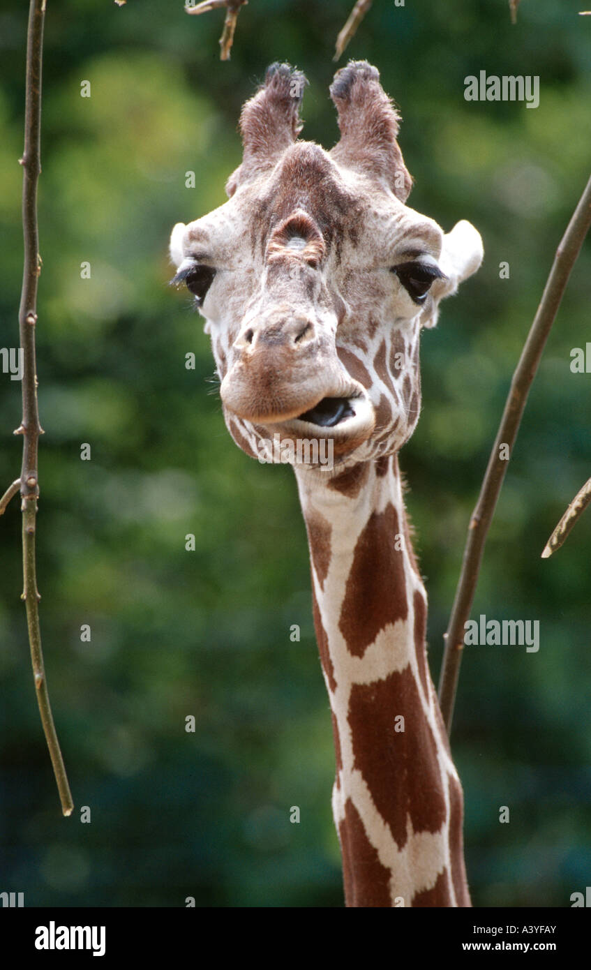 smoky giraffe (Giraffa camelopardalis angolensis), portrait of chewing male, highest animal Stock Photo